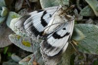 Catocala fraxini