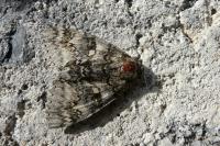 Catocala fraxini