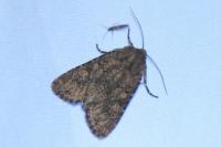 Luperina testacea