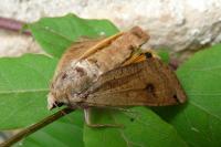 Noctua pronuba