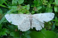 Hypomecis punctinalis