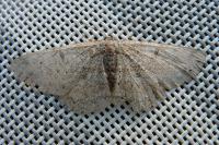 Hypomecis punctinalis