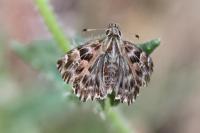 Carcharodus alceae