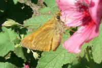 Ochlodes sylvanus
