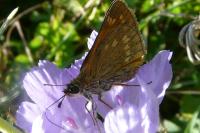 Ochlodes sylvanus
