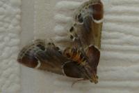 Pyralis farinalis