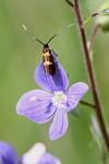 Cauchas fibulella