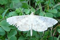 Patania ruralis