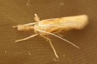 Agriphila