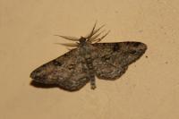 Peribatodes rhomboidaria