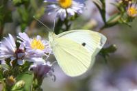 Pieris rapae
