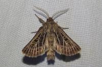 Tholera decimalis