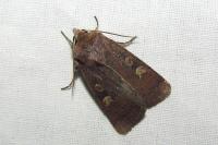 Xestia xanthographa