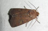 Xestia xanthographa
