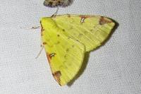 Opisthograptis luteolata
