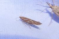 Pyroderces argyrogrammos