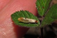 Tinea semifulvella