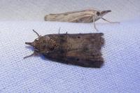 Nycteola revayana