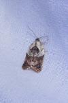 Acleris variegana