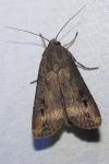Agrotis ipsilon
