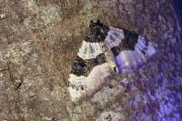 Cosmorhoe ocellata