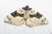Cosmorhoe ocellata