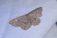 Cyclophora pendularia