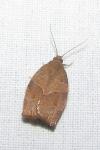 Pandemis cerasana