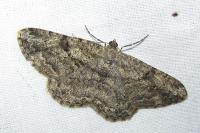 Peribatodes rhomboidaria