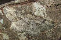 Peribatodes rhomboidaria