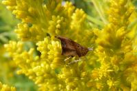 Choreutis nemorana