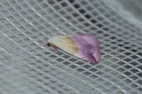 Eublemma purpurina