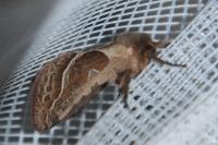 Triodia sylvina
