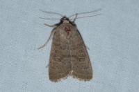 Hoplodrina ambigua