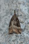 Hypena rostralis