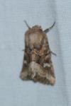 Luperina dumerilii