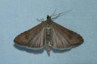 Nomophila noctuella
