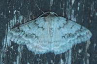 Pseudoterpna coronillaria