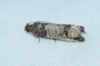Notocelia trimaculana