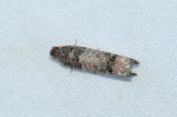 Notocelia trimaculana