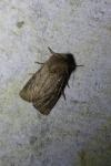 Luperina testacea