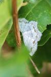 Scopula ornata
