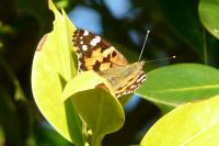 Vanessa cardui