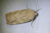 Noctua fimbriata