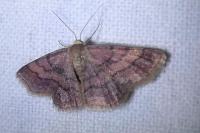 Scopula rubiginata