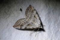 Aplocera efformata