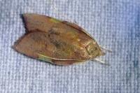Carcina quercana