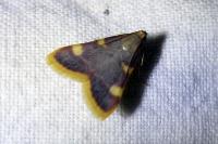 Hypsopygia costalis
