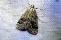 Parapoynx stratiotata