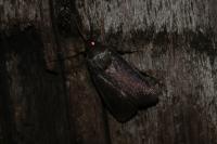 Amphipyra livida